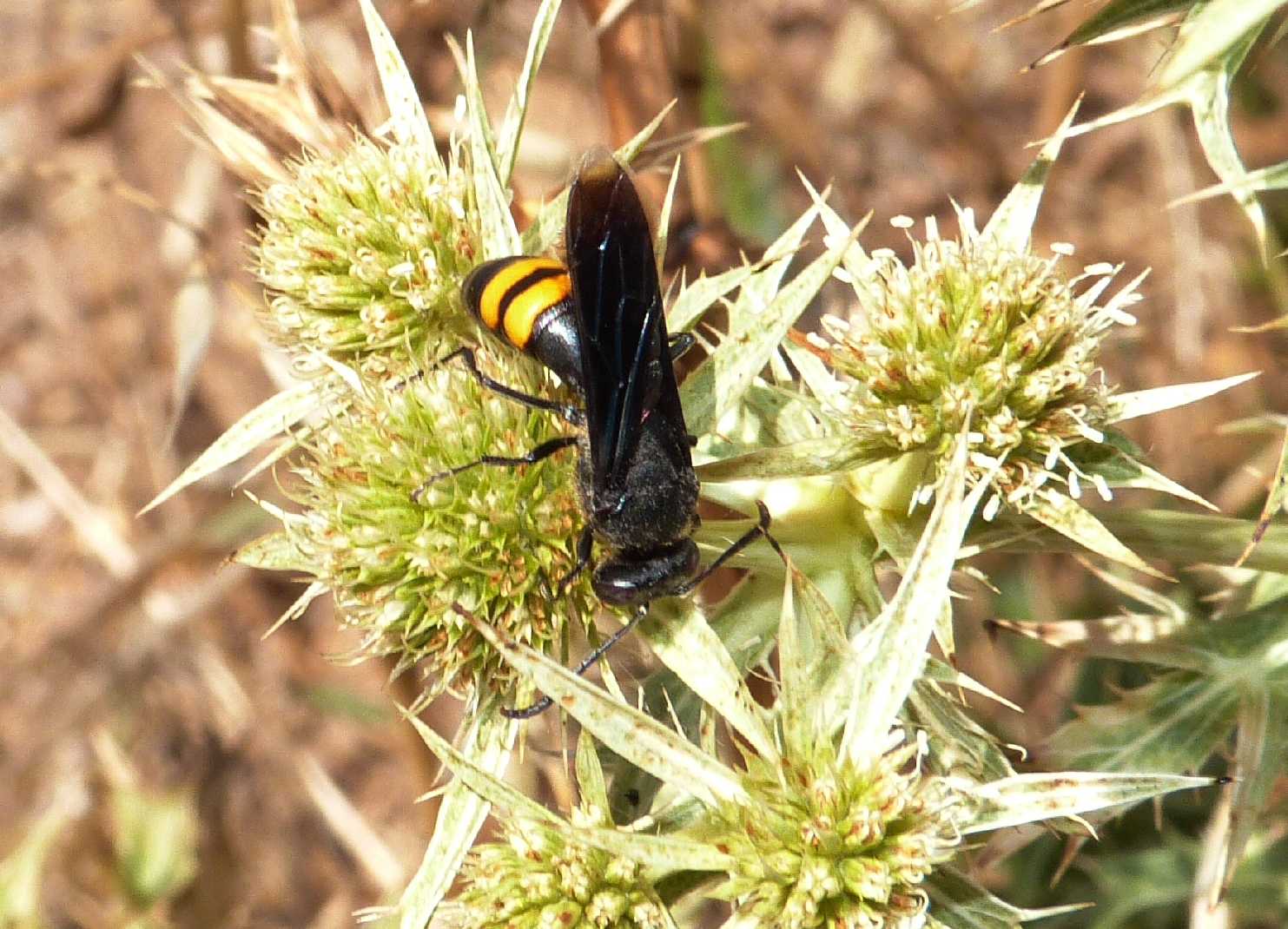 Scolie vere e scolie finte (Stizoides tridentatus)